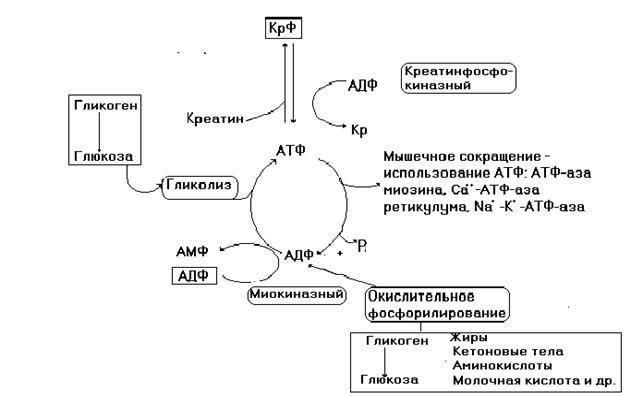 ATF energetik almashinuvi diagrammasi
