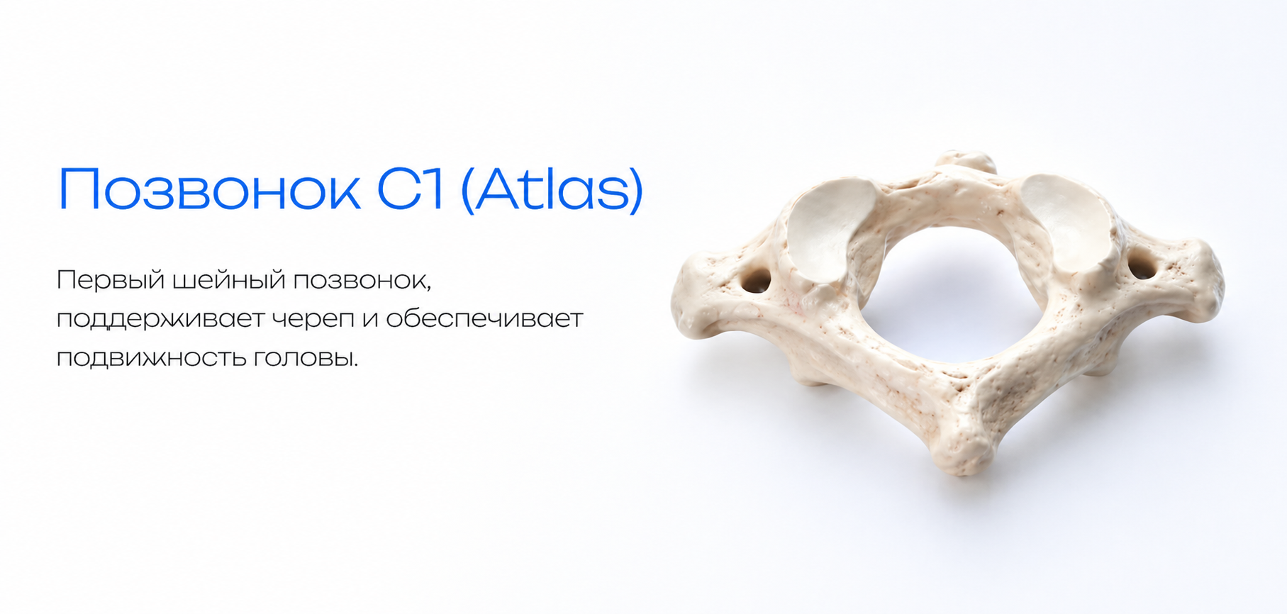 Atlas (C1) 3D model preview