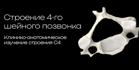 C4 ? Fourth cervical vertebra 3D model preview
