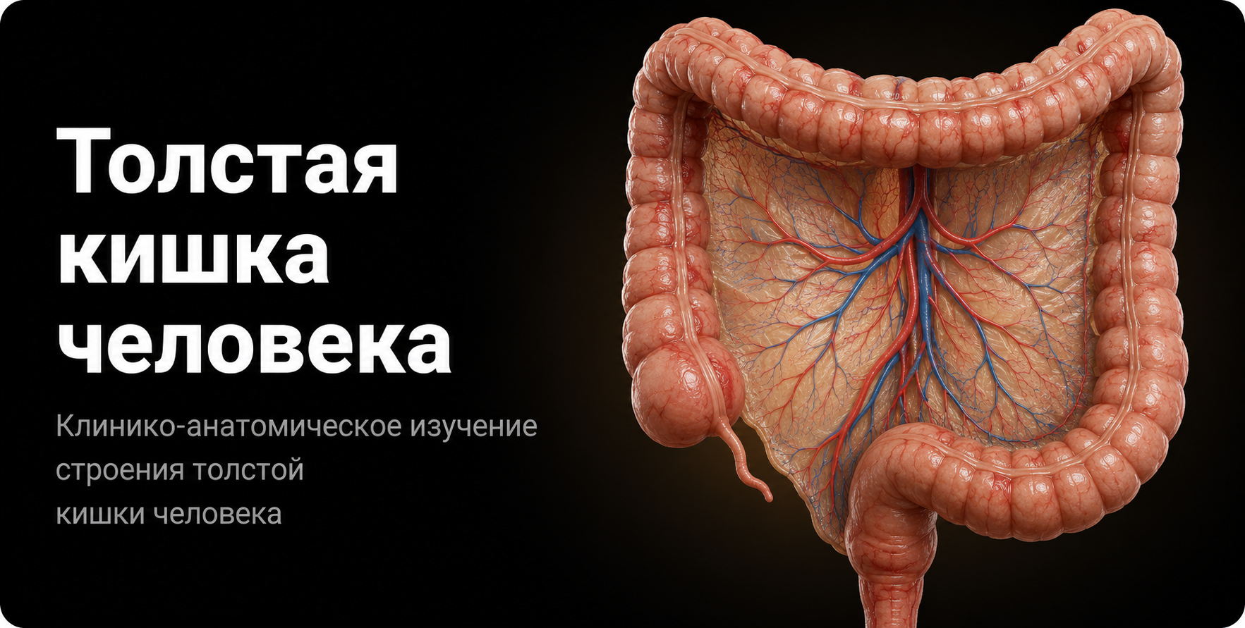 Colon 3D model preview
