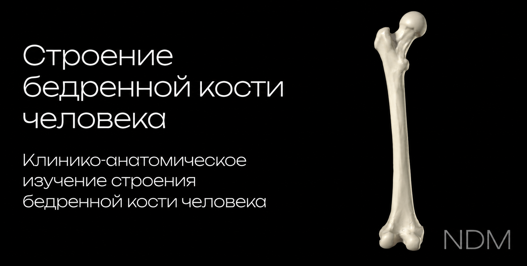 Femur 3D model preview