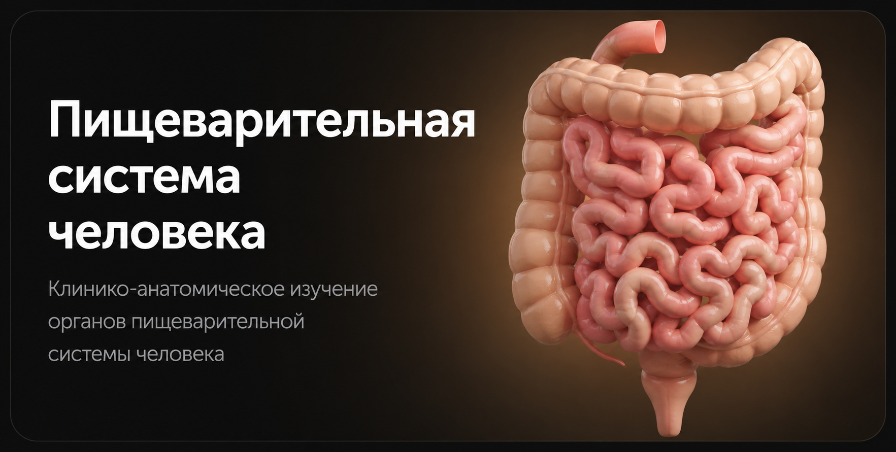 Small and Large Intestine 3D model preview