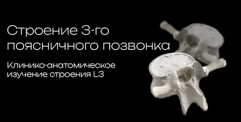 L3 ? Third lumbar vertebra 3D model preview