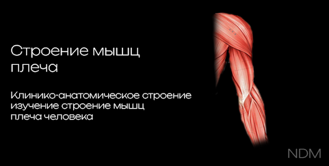 Structure of the Arm Muscles 3D model preview