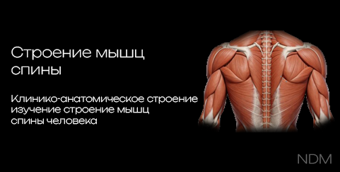 Muscles of the Back 3D model preview