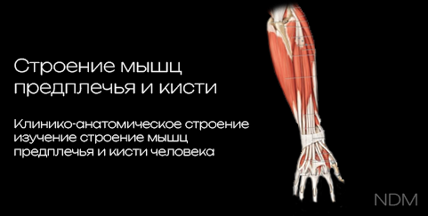 Structure of the Forearm Muscles 3D model preview