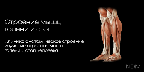 Structure of the Leg and Foot Muscles 3D model preview