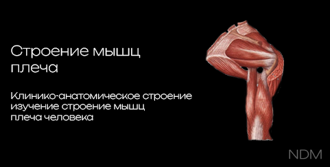 Shoulder Girdle Muscles 3D model preview