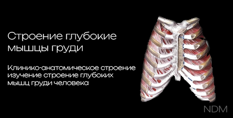 Deep Muscles of the Thoracic Wall 3D model preview
