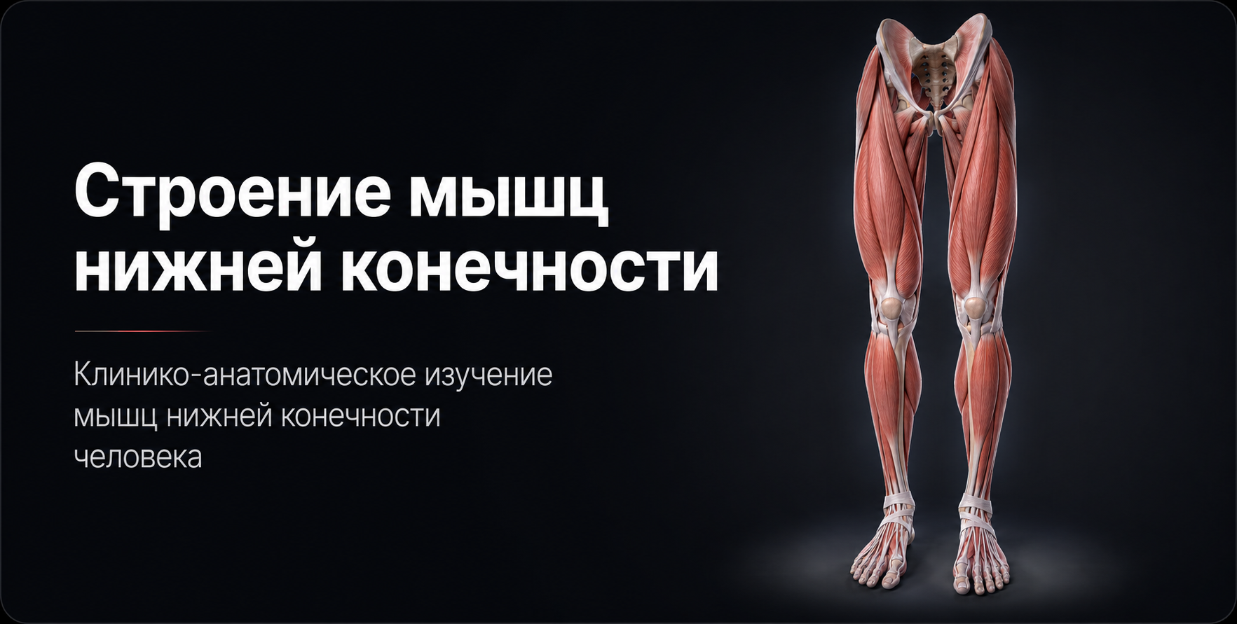 Muscles of the Lower Limb 3D model preview