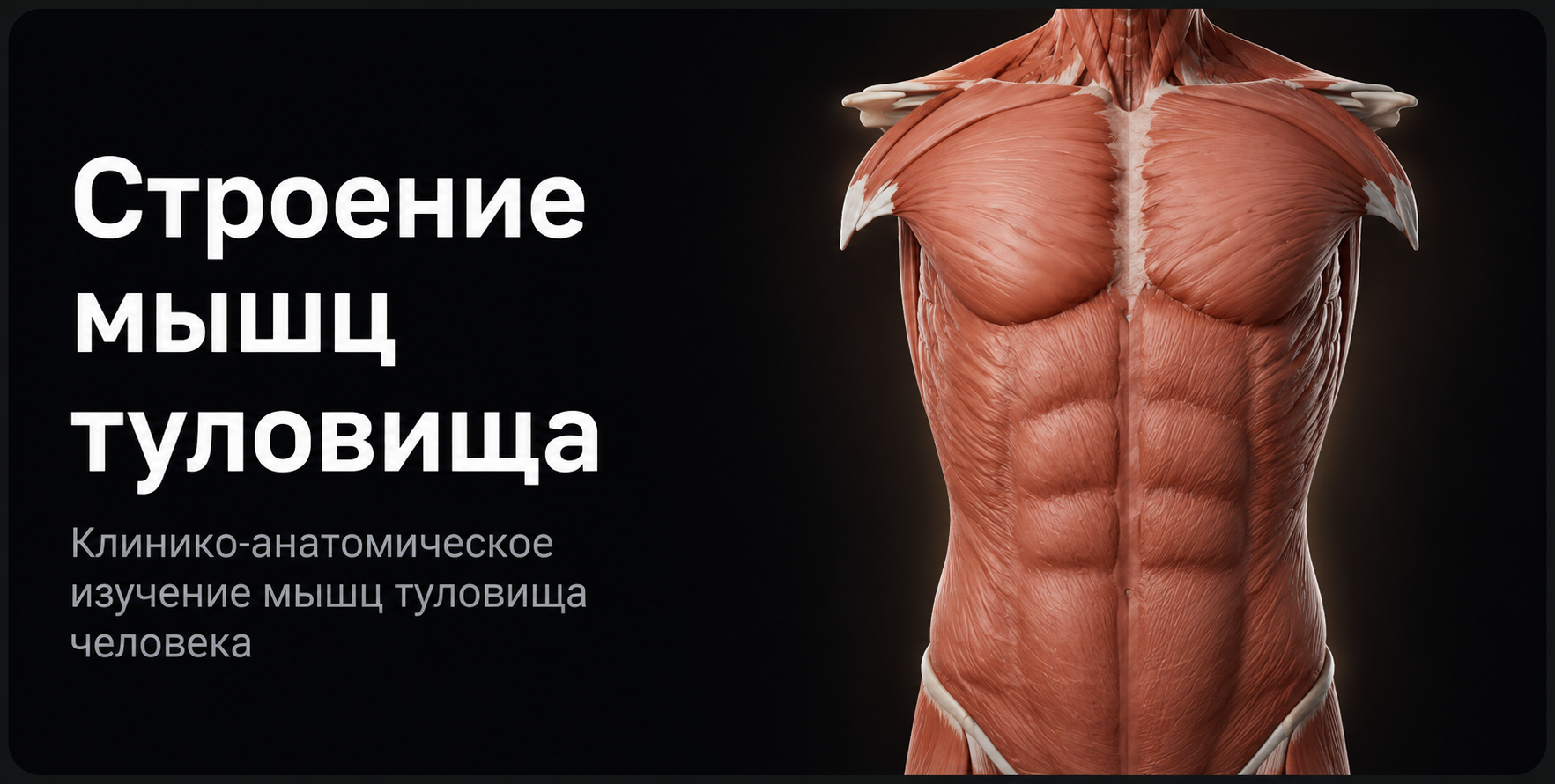 Muscles of the Trunk 3D model preview