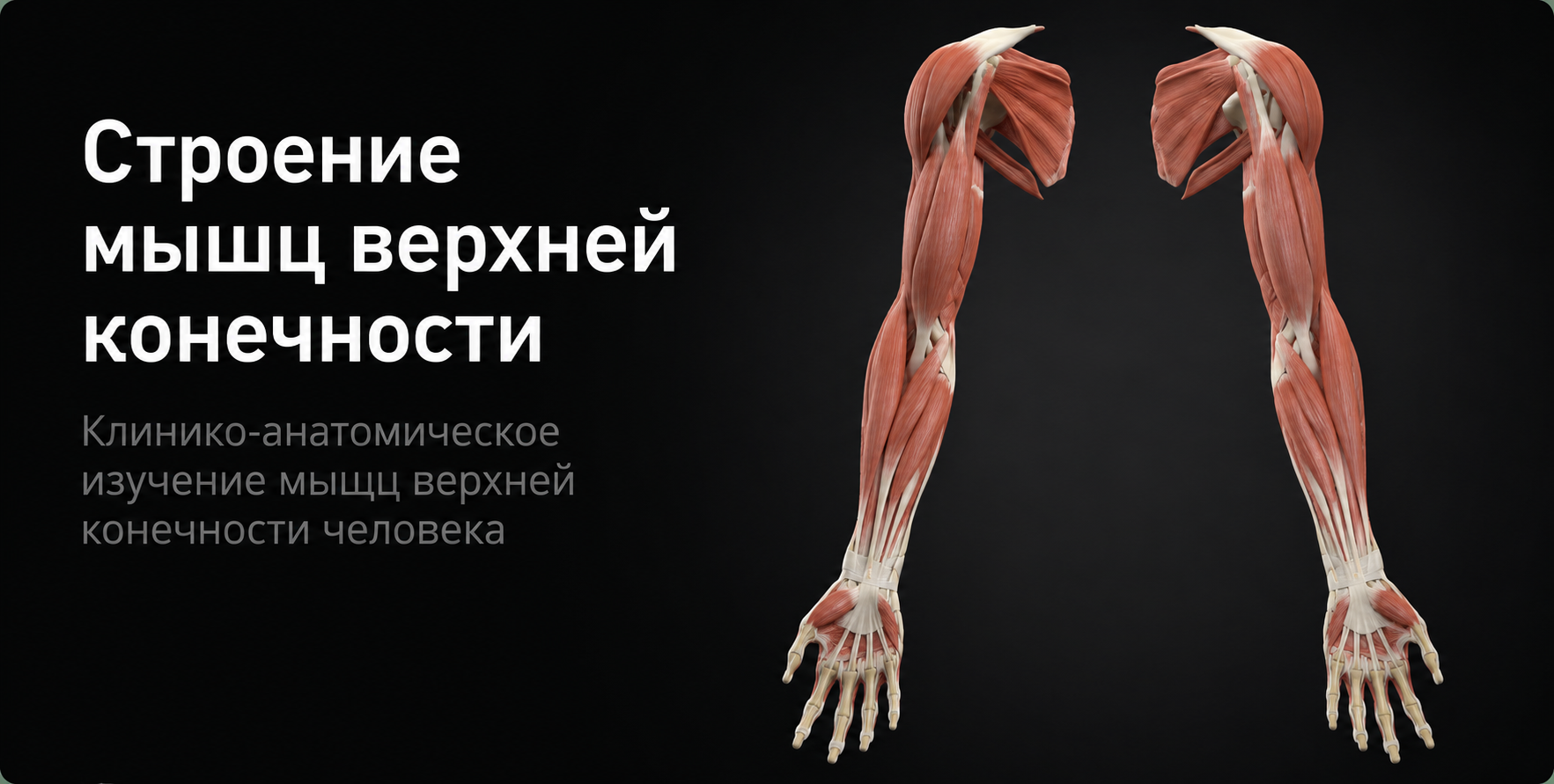 Muscles of the Upper Limb 3D model preview