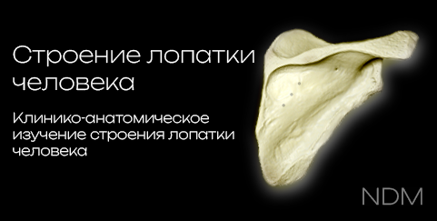 Scapula 3D model preview