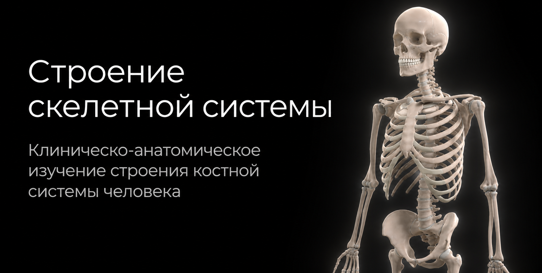 Skeletal system 3D model preview