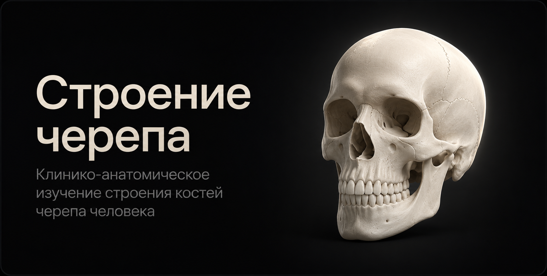 Skull 3D model preview