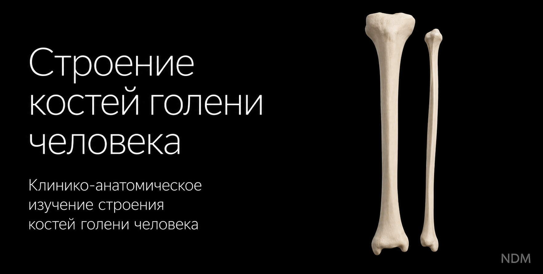 Tibia and fibula 3D model preview