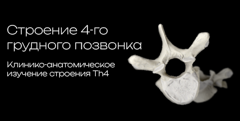 T4 ? Fourth thoracic vertebra 3D model preview