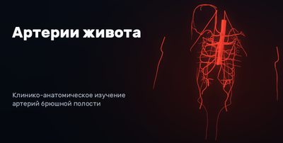 Arteries of the abdomen 3D model preview