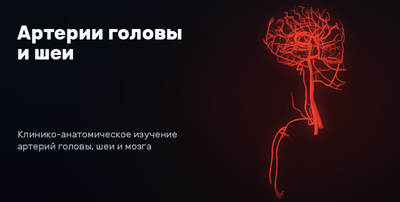 Arteries of the head and neck 3D model preview