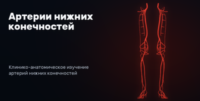 Arteries of the lower limbs 3D model preview