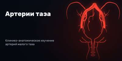 Arteries of the pelvis 3D model preview