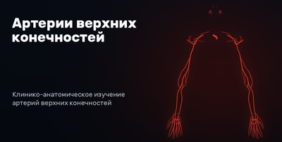 Arteries of the upper limbs 3D model preview