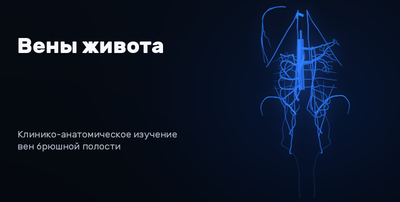 Veins of the abdomen 3D model preview