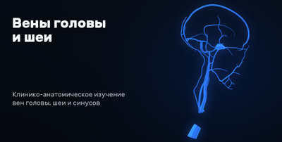 Veins of the head and neck 3D model preview
