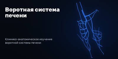 Hepatic portal venous system 3D model preview