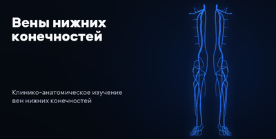 Veins of the lower limbs 3D model preview
