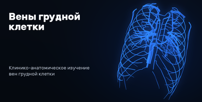 Veins of the thorax 3D model preview