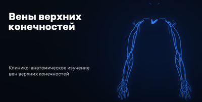 Veins of the upper limbs 3D model preview