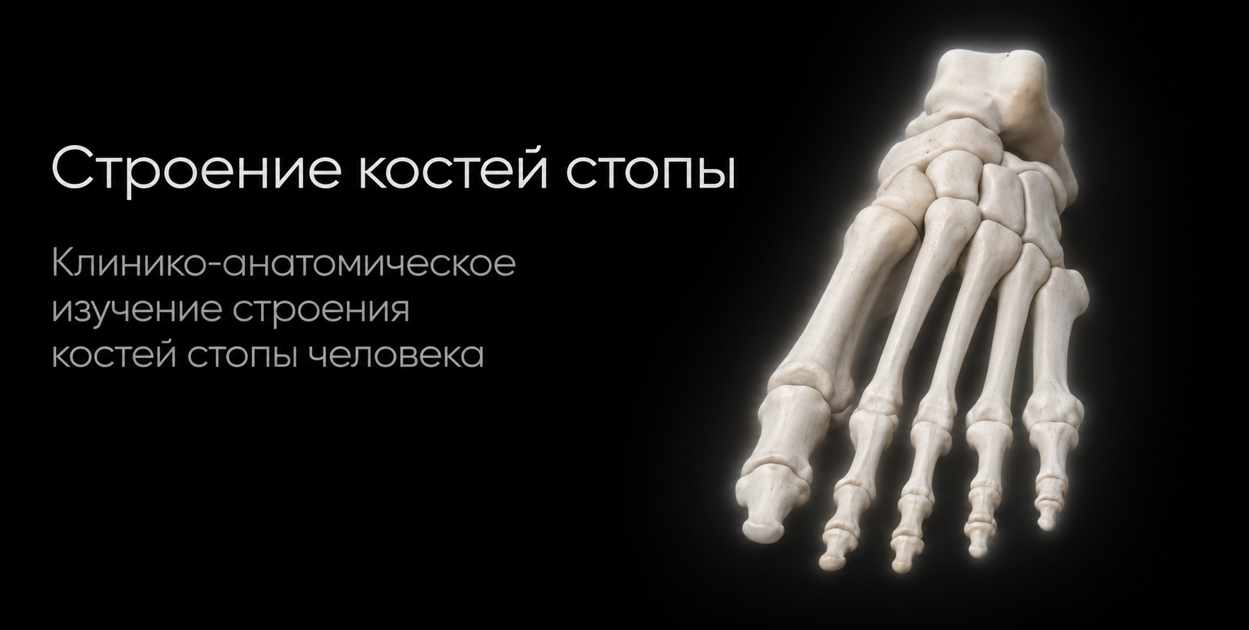 Foot bones 3D model preview