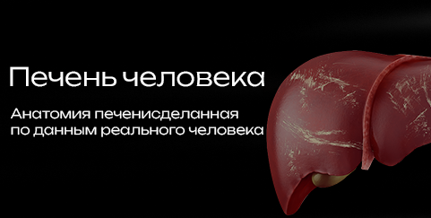Liver 3D model preview